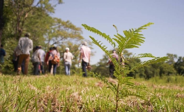 HOY / #ParaguayPlanta: la campaña nacional para hacer frente a los incendios forestales
