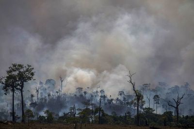 Amazonia: Deforestación abre paso a la ganadería