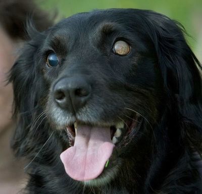 Los perros ciegos precisan un entorno familiar  - Mascotas - ABC Color