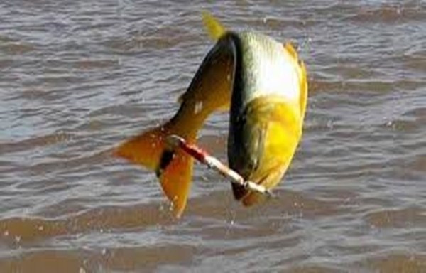 Pesca Internacional del Dorado regresa después de 21 años - Digital Misiones