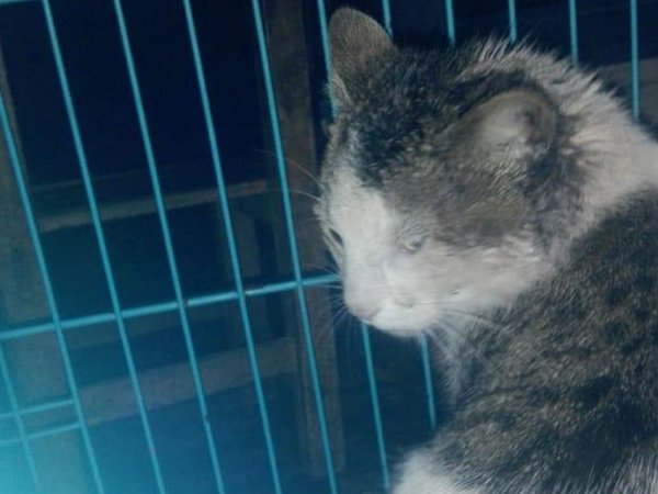 Un gato salva a su dueña de la mordedura de una serpiente