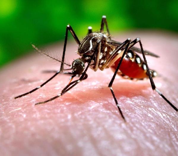 Dengue: Se registran 278 casos sospechosos - Digital Misiones