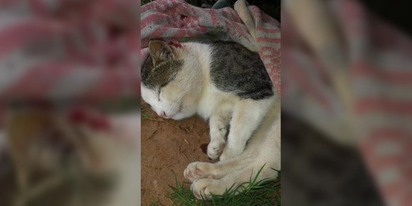 GATO SALVÓ A SU DUEÑA DE SER MORDIDA POR UNA YARARÁ