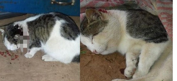 Kiko el gato que salvó a su dueña de ser mordida por una serpiente venenosa - Digital Misiones