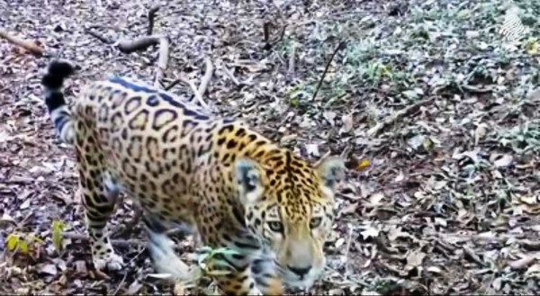 Un yaguareté se topó con una cámara de vigilancia en la selva y se puso a jugar con ella - Digital Misiones
