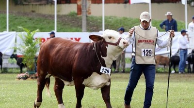 Unos 200 Braford participarán de la Exposición Nacional y la tercera edición de la Nacional del Ternero