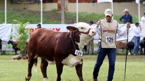 Unos 200 Braford participarán de la Exposición Nacional y la tercera edición de la Nacional del Ternero