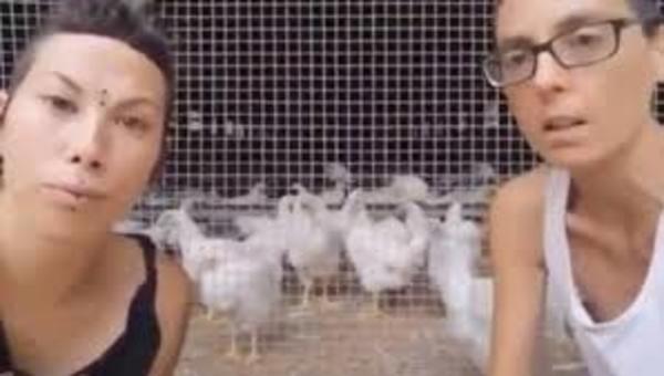 Separan a las gallinas de los gallos para "evitar abusos sexuales" (video)