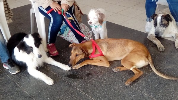Organizan una 'pizzeada animalera' a favor de castraciones en Piribebuy » Ñanduti