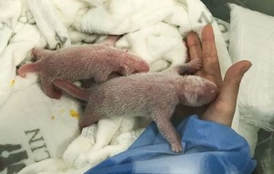 Una osa panda da a luz a dos gemelos en el zoo de Berlín - Ciencia - ABC Color
