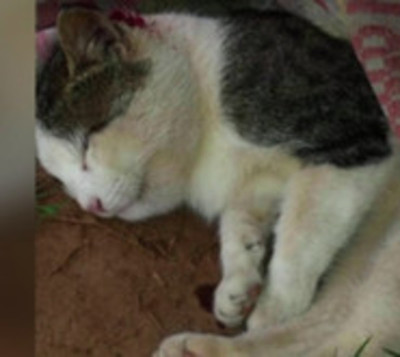 Gato luchó contra serpiente para que no muerda a su dueña - Paraguay.com