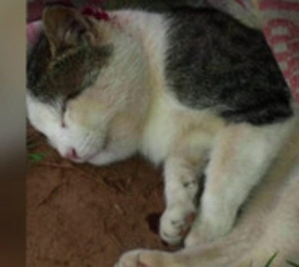 Gato luchó contra serpiente para que no muerda a su dueña - Paraguay.com