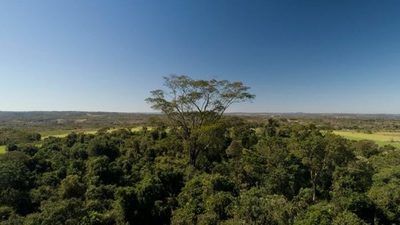 CAF aportará los primeros 1.000 árboles para campaña de reforestación del país » Ñanduti