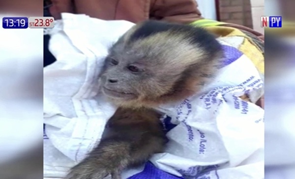 Capturan a mono travieso que robaba ropa interior de mujeres | Noticias Paraguay