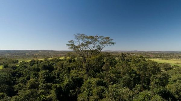 CAF aportará los primeros 1.000 árboles para campaña de reforestación del país
