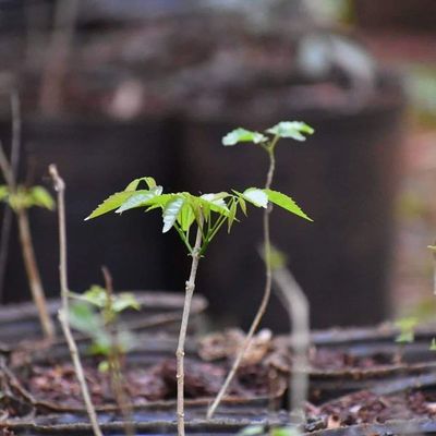 Campaña “Paraguay Planta” recibió primeros 1000 árboles para el Chaco