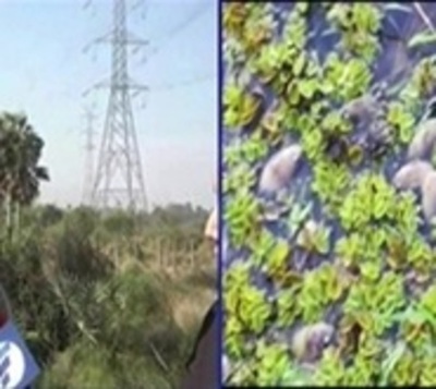 Denuncian alta mortandad de peces en Remansito - Paraguay.com