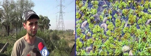 Denuncian alta mortandad de peces en Remansito | Noticias Paraguay