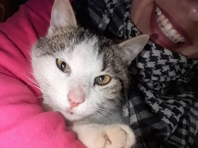 Murió Kiko, el valiente gato que salvó a su dueña