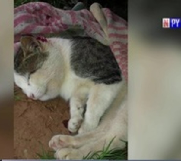Gato que salvó a su dueña de una serpiente no aguantó heridas y murió - Paraguay.com