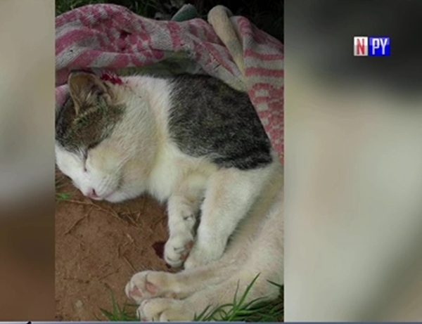 Gato que salvó a su dueña de una serpiente no aguantó heridas y murió | Noticias Paraguay