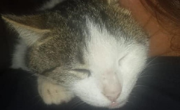 Muere gato que defendió a su dueña de una serpiente