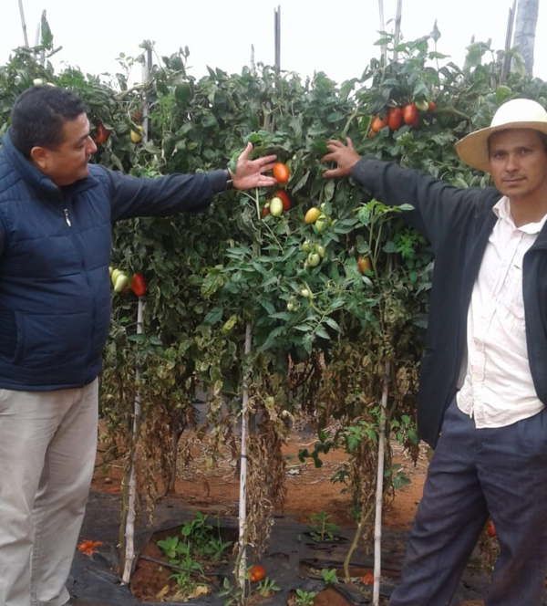 En Arroyito, un tomatero corre el riesgo de pérdidas millonarias