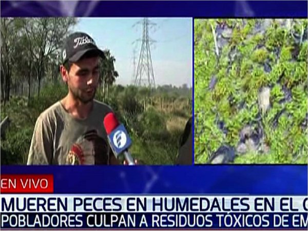 Denuncian contaminación de humedales y mortandad de peces en Remansito