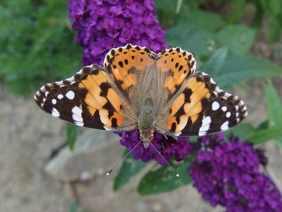 Desarrollan un modelo que predice las migraciones de las mariposas