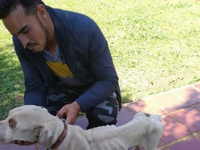 Rescatan a pitbull que sufre de severa desnutrición
