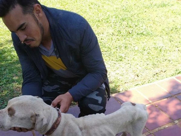Rescatan a pitbull que sufre de severa desnutrición