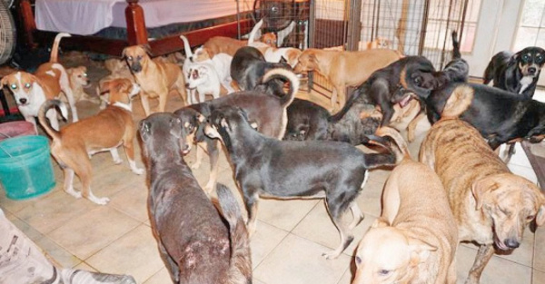 Protegió a 97 perros en su casa del huracán Dorian