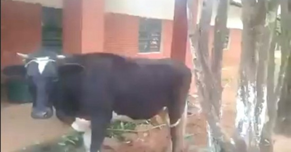 ¡Una vaca va a la escuela en Caacupé!