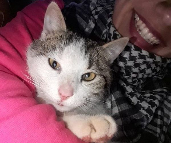 Murió Kiko, el gato que salvó a su dueña de una mordedura de serpiente - Digital Misiones