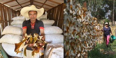 FAMILIAS CAMPESINAS DE SAN PEDRO EXPORTAN PRODUCTOS ORGÁNICOS A EUROPA