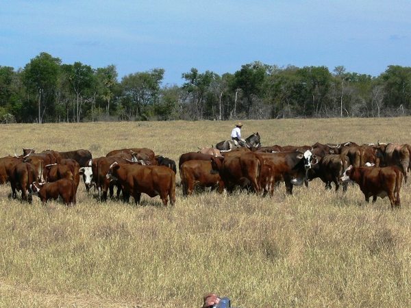 El precio del ganado gordo en Paraguay comienza a subir