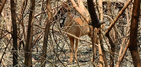 Animales en peligro de extinción fueron afectados por incendio forestal | Noticias Paraguay