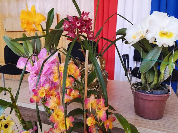 Itapúa: Este mes realizarán feria de orquídeas y otras flores