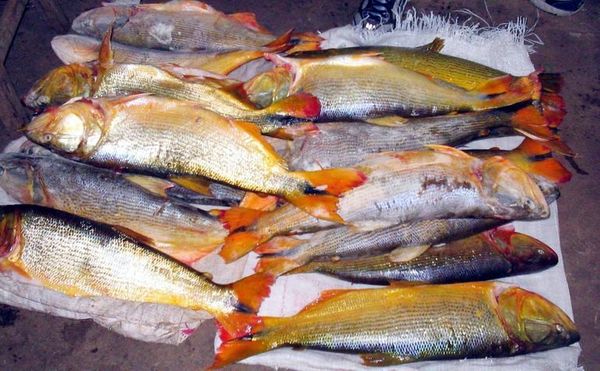 DENUNCIAN “MASACRE” DE PECES