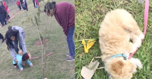 Perrito caniche murió atacado por un pitbull