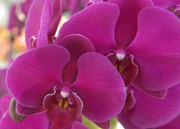 Orquidófilos van a Nueva Colombia - Locales - ABC Color