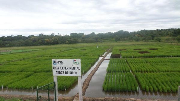 El arroz  en los sistemas de producción - ABC Rural - ABC Color