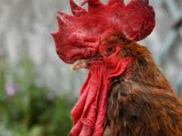 Abuelita fue a buscar huevo del gallinero y un gallo la mató a picotazos