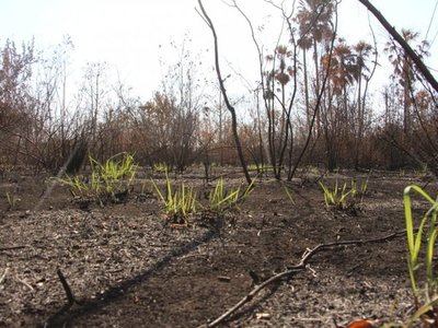 El Pantanal paraguayo: ¿Cómo se recuperará tras el incendio forestal?