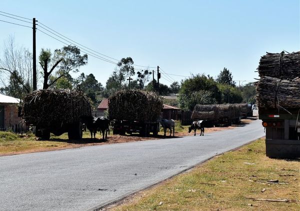 Pretenden retirar animales sueltos de las calles en Guairá - Nacionales - ABC Color