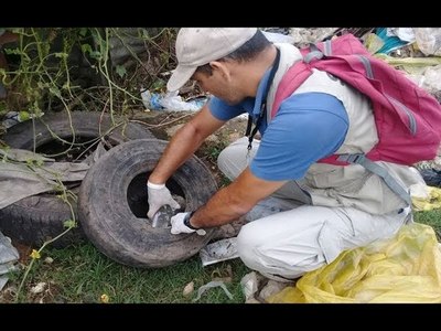 ALTO INDICE DE INFESTACIÓN LARVARIA EN ENCARNACIÓN Y CAMBYRETÁ