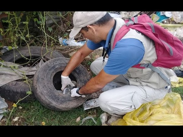 ALTO INDICE DE  INFESTACIÓN LARVARIA EN ENCARNACIÓN Y CAMBYRETÁ