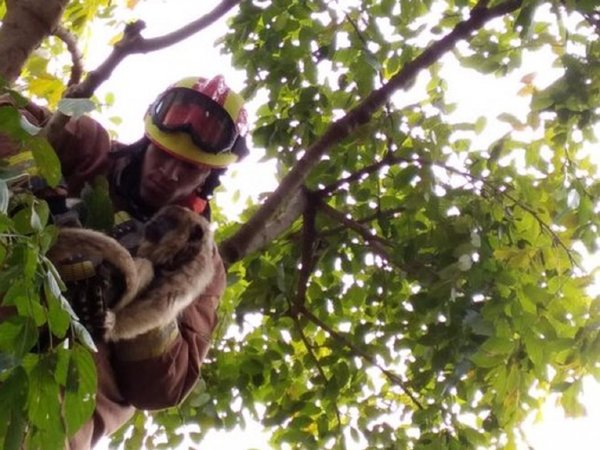 Un karaja es rescatado y devuelto a su hábitat en Caaguazú