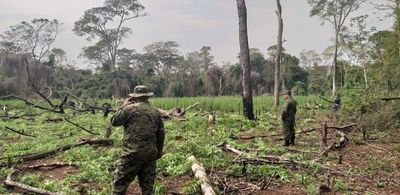 Destruyen cultivo de presunta marihuana en San Pedro