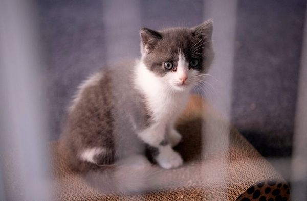 Garlic, el primer gato clonado en China - Ciencia - ABC Color